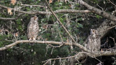 A pair of free-ranging Virginia eagle owls (Bubo virginianus) in the Bosques de Palermo park in the