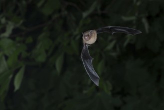 Common pipistrelle (Pipistrellus pipistrellus) hunting insects in front of deciduous forest,