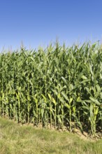 Symbolic image, renewable energies, maize plants, field, biogas plant, feed maize, immature,