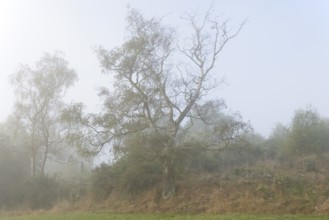 Foggy landscape, birch trees (Betula) and broom (Genista) with spider webs, North Rhine-Westphalia,