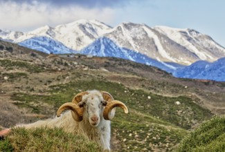 A ram poses in a mountainous, snow-covered landscape, near the Kallikratis Gorge, Lefka Ori, White