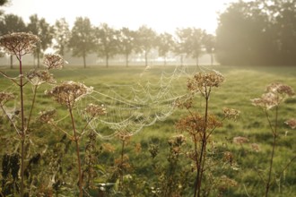 Landscape, meadow, morning, sunlight, spider web, Germany, The great construction of the spider web