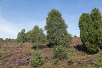 Heather blossom, juniper (Juniperus communis), near Wilsede, Bispingen, Lüneburg Heath, Lower