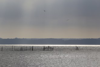 Usedom, on the Achterwasser, September, Mecklenburg-Western Pomerania, Germany, Europe