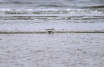 Sanderling Limikole, Usedom, September, Mecklenburg-Western Pomerania, Germany, Europe