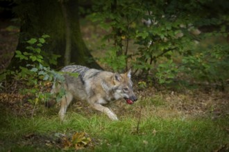 Moritzburg Game Reserve, Moritzburg, Saxony, Germany, Europe