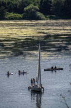 Green carpet of plants on Lake Baldeney in Essen, proliferating aquatic plant Elodea, waterweed, an