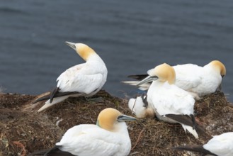 Breeding gannets (Morus bassanus) colony on the red sandstone cliffs of the offshore island of