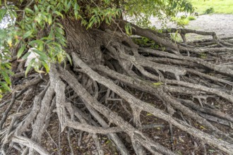 Rhine bank near Duisburg-Baerl, old silver willow, exposed roots, North Rhine-Westphalia, Germany,