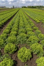 Agriculture, lettuce growing in a field, Lollo Bionda, in long rows of plants, North