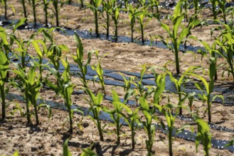 A maize field, with young plants, is fertilised with liquid manure, near Geldern, North