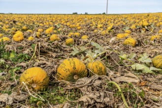 Field with Styrian oil pumpkins, partly dried up due to the drought in summer 2020, on the Lower