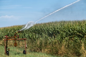 A field is artificially irrigated, water is sprayed onto the field via a sprinkler system, maize