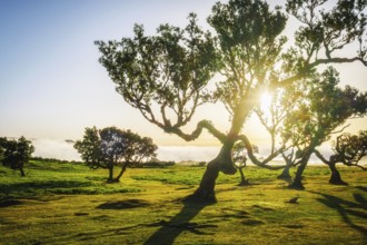 Centuries-old til trees in fantastic magical idyllic Fanal Laurisilva forest on sunset. Madeira