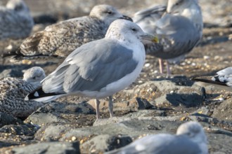 Caspian gull (Larus cachinnans) resting in seagull colony along the North Sea coast in late summer,