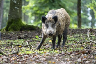 Wild boar (Sus scrofa), Vulkaneifel, Rhineland-Palatinate, Germany, Europe