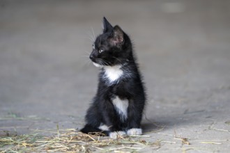 Domestic cat, 8-week-old kitten, Vulkaneifel, Rhineland-Palatinate, Germany, Europe