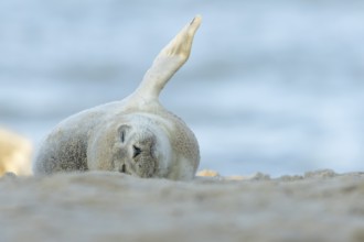 Common seal (Phoca vitulina) adult animal sleeping on a seaside beach, Norfolk, England, United