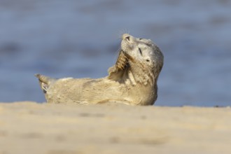 Common seal (Phoca vitulina) juvenile baby pup animal resting on a seaside beach, Norfolk, England,