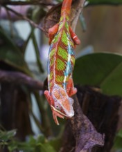 Panther chameleon (Furcifer pardalis), Germany, Europe