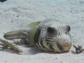 A white-spotted puffer (Arothron Hispidus) rests in the sand. Dive site House Reef, Mangrove Bay,