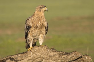 Juvenile Iberian Eagle on take-off, Spanish Imperial Eagle (Aquila adalberti), Extremadura,