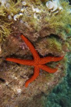 A mediterranean red sea star (Echinaster sepositus) clings to an algae-covered reef. Dive site