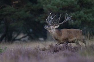 Red deer in rut, Hooge Veluve, Holland