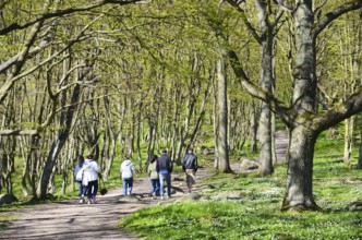 Hikers through forest in spring in Stenshuvud national park, Simrishamn municipality, Skåne county,