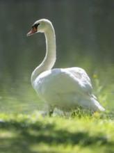 Mute swan (Cygnus olor), adult bird standing in a meadow by a pond, Thuringia, Germany, Europe