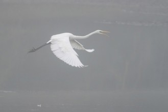 A Great Egret (Ardea alba) flying over a river in a foggy atmosphere, Hesse, Germany, Europe