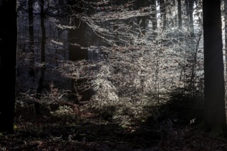 Trees with hoarfrost in the forest, backlight, mixed forest, Dossenheim, Baden-Würtemberg, Germany,