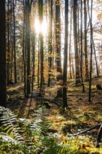 Rays of sunlight fall on a peaceful, golden autumn forest with shade and plants, tree planting