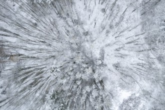 Snow-covered forest seen from above, Arnsberg, Hochsauerlandkreis, North Rhine-Westphalia