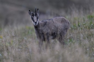 Chamois (Rupicapra rupicapra), Vosges, France, Europe