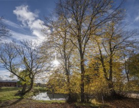 Autumnal lime trees (Tilia platyphyllos) at a village pond on an estate, Othenstorf,