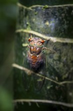 Cicada sitting on a trunk, Corcovado National Park, Osa, Puntarena Province, Costa Rica, Central