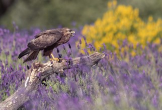 Common buzzard (Buteo buteo) on a dry branch in the garrigue of Castile, Pyrenees, Spain, Europe