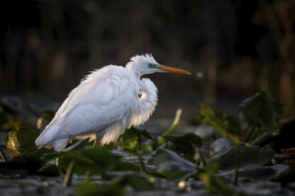 Great White Egret (Ardea alba) Winter visitor, migratory bird, resting bird, foraging, plumage