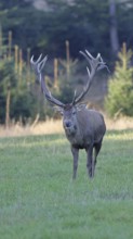 Red deer (Cervus elaphus) in rutting season, capital stag, twenty end, running across a forest