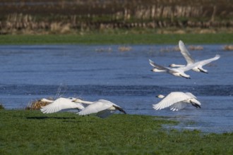 Whooper swans (Cygnus cygnus) and Bewick's swans (Cygnus bewickii), Emsland, Lower Saxony, Germany,