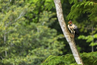 King vulture (Sarcoramphus papa), cock, vulture birds (Aegypiinae), Laguna del Lagarto Lodge,