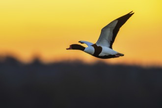 Common Shelduck, Tadorna tadorna, bird in flight over winter marshes at suset