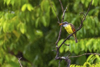 Sugarbird (Coereba flaveola), tanager (Thraupidae), Sierpe, Puentarenas, Costa Rica, Central