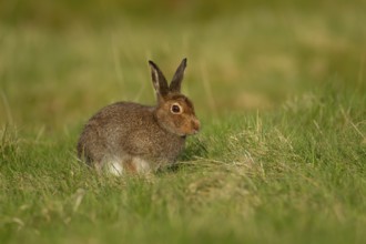 Mountain hare (Lepus timidus) adult animal in its summer coat on a hillside meadow, Cairngorm