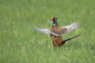 Pheasant or hunting pheasant (Phasianus colchicus), male shaking his wings, Lake Neusiedl National