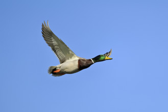 Mallard (Anas platyrhynchos), drake in flight, Lake Zug, Canton Zug, Switzerland, Europe