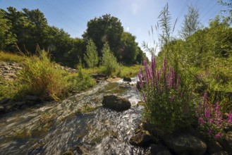 Bottrop, North Rhine-Westphalia, Germany, Renaturalised Boye, the tributary of the Emscher, was