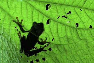 Red-eyed tree frog or red-eyed leaf frog (Agalychnis callidryas) in Chinese shadow on a leaf, Costa