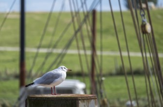 Black-headed gull (Larus ridibundus) in the harbour of Ditzum, Lower Saxony, Germany, Europe